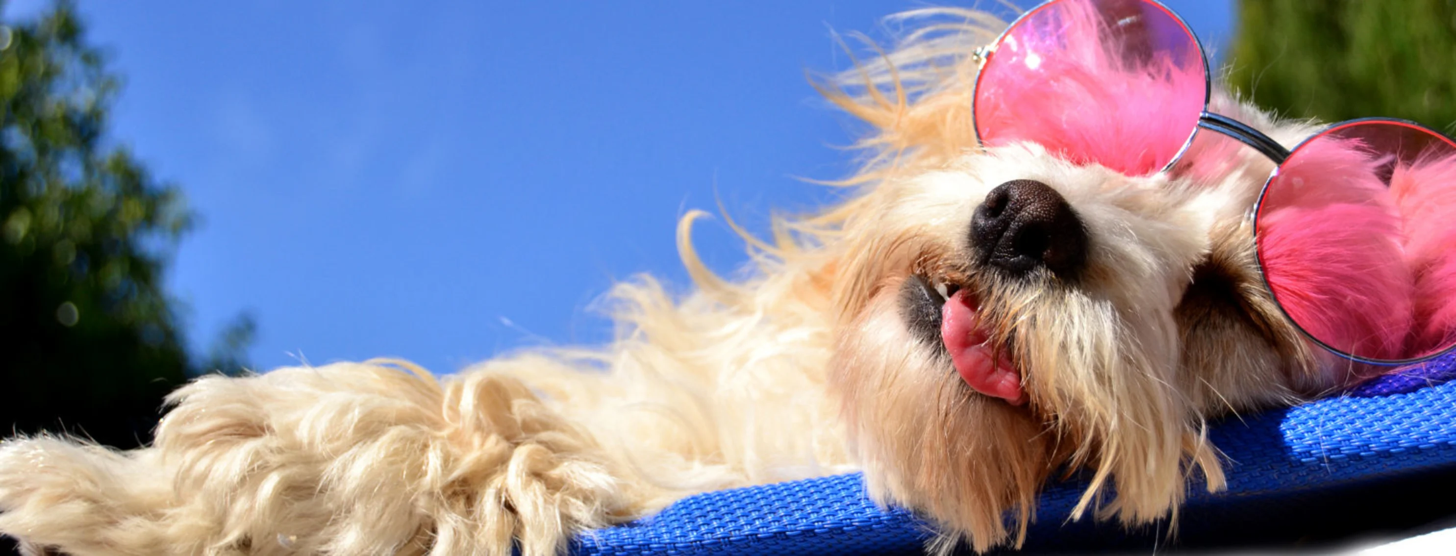 Fluffy cream colored dog laying on a blue pad with pink sunglasses on Fluffy cream colored dog laying on a blue pad with pink sunglasses on